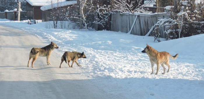 «Собачьи» проблемы Горно-Алтайска